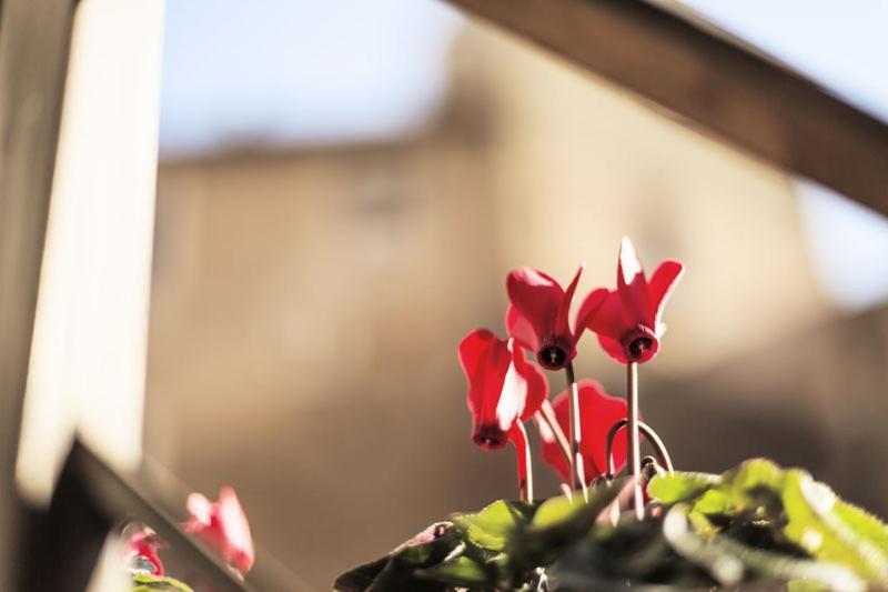 Maison Colosseo Řím Pokoj fotografie